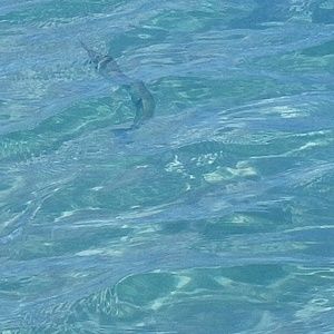 Meet your Posher, Joe